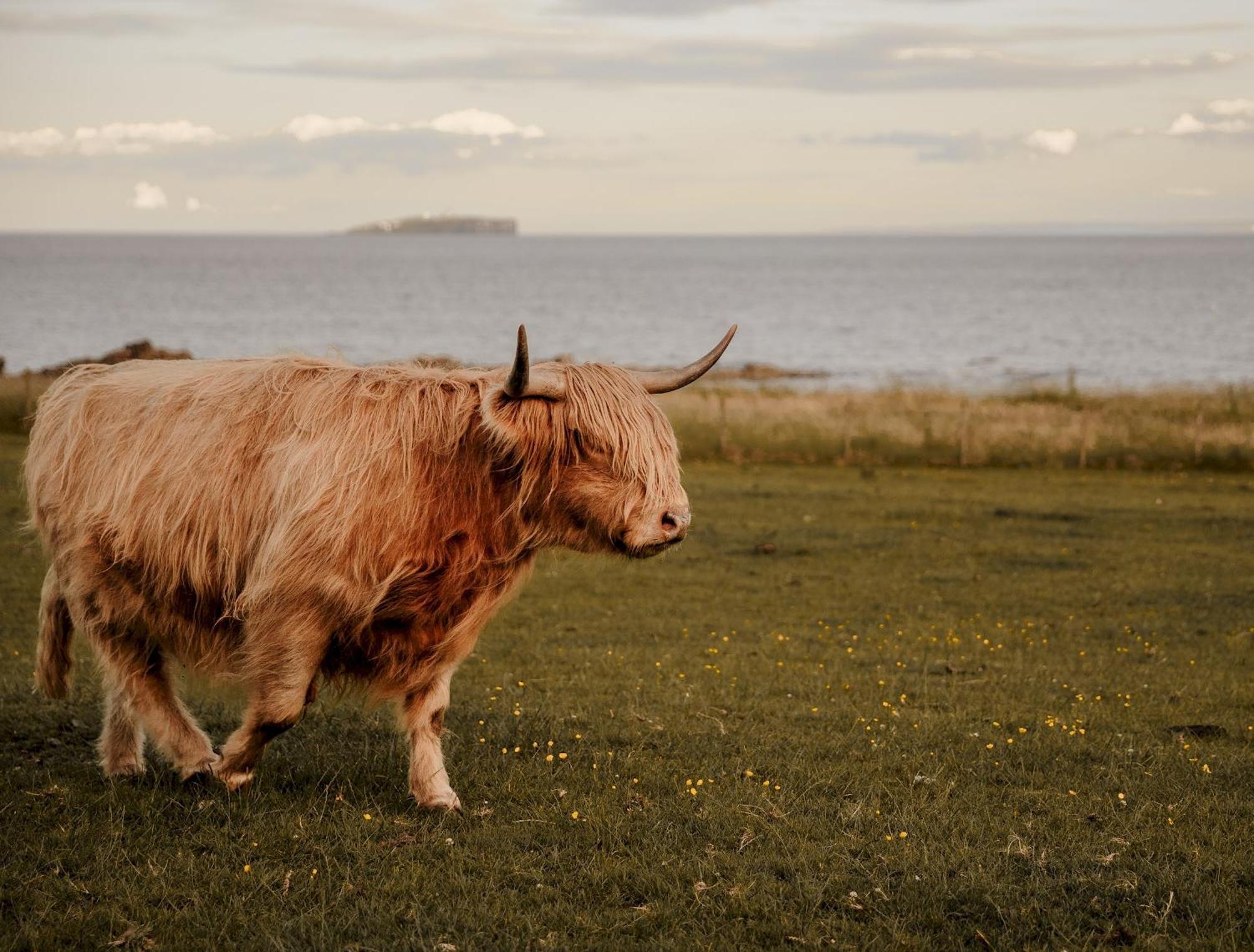 Clover Cottage Countryside Retreat With Sea Views クレイル エクステリア 写真